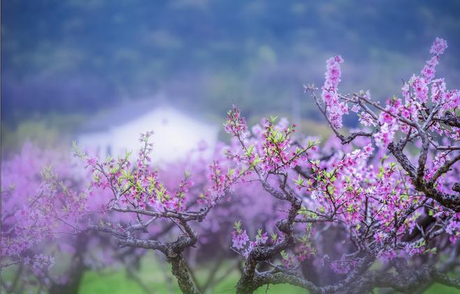 春風(fēng)解花語(yǔ) 疑是故人來