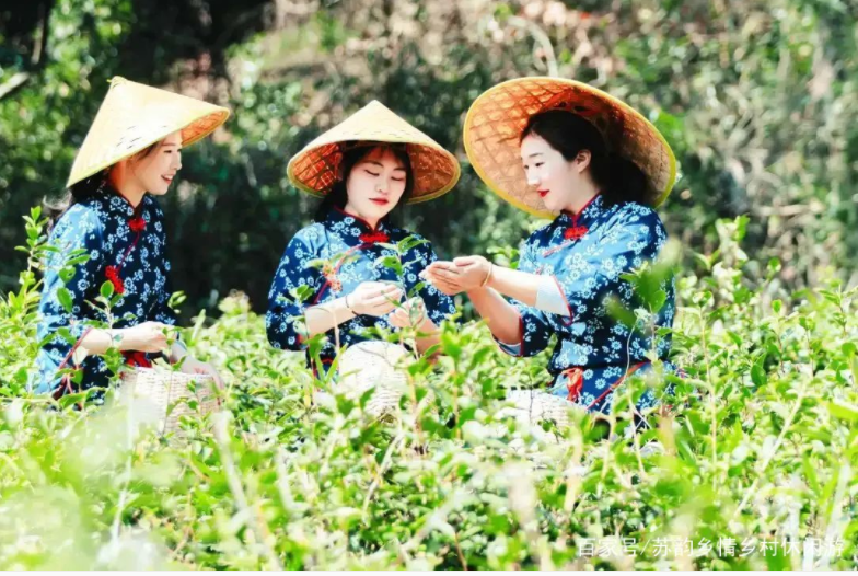 葉葉知春！無錫毫茶已經(jīng)開采