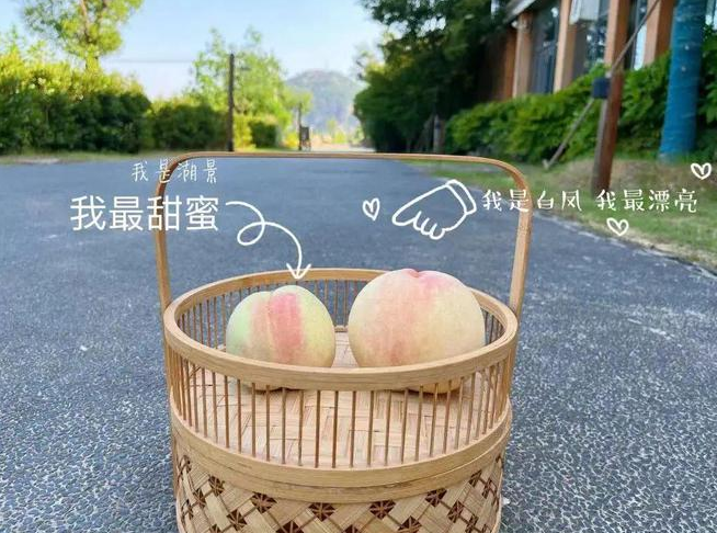 “大白鳳、小湖景”