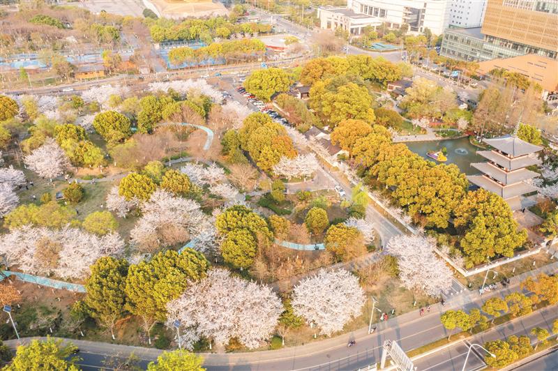 “+櫻花”，為無(wú)錫公園帶來(lái)啥？